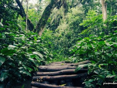 A photograph showing the lush vegetation of Mpanga Forest taken during nature walking tour in Mpanga Forest in Mpigi in Central Uganda