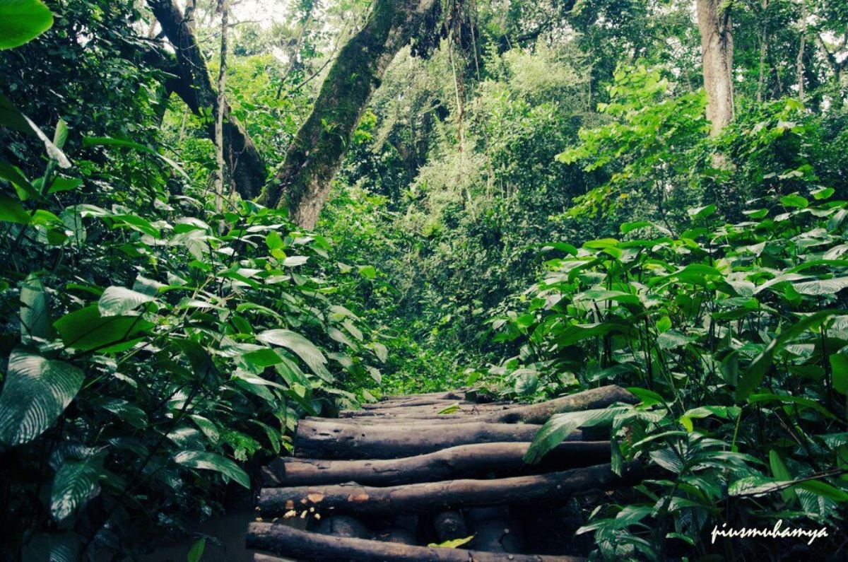 A photograph showing the lush vegetation of Mpanga Forest taken during nature walking tour in Mpanga Forest in Mpigi in Central Uganda