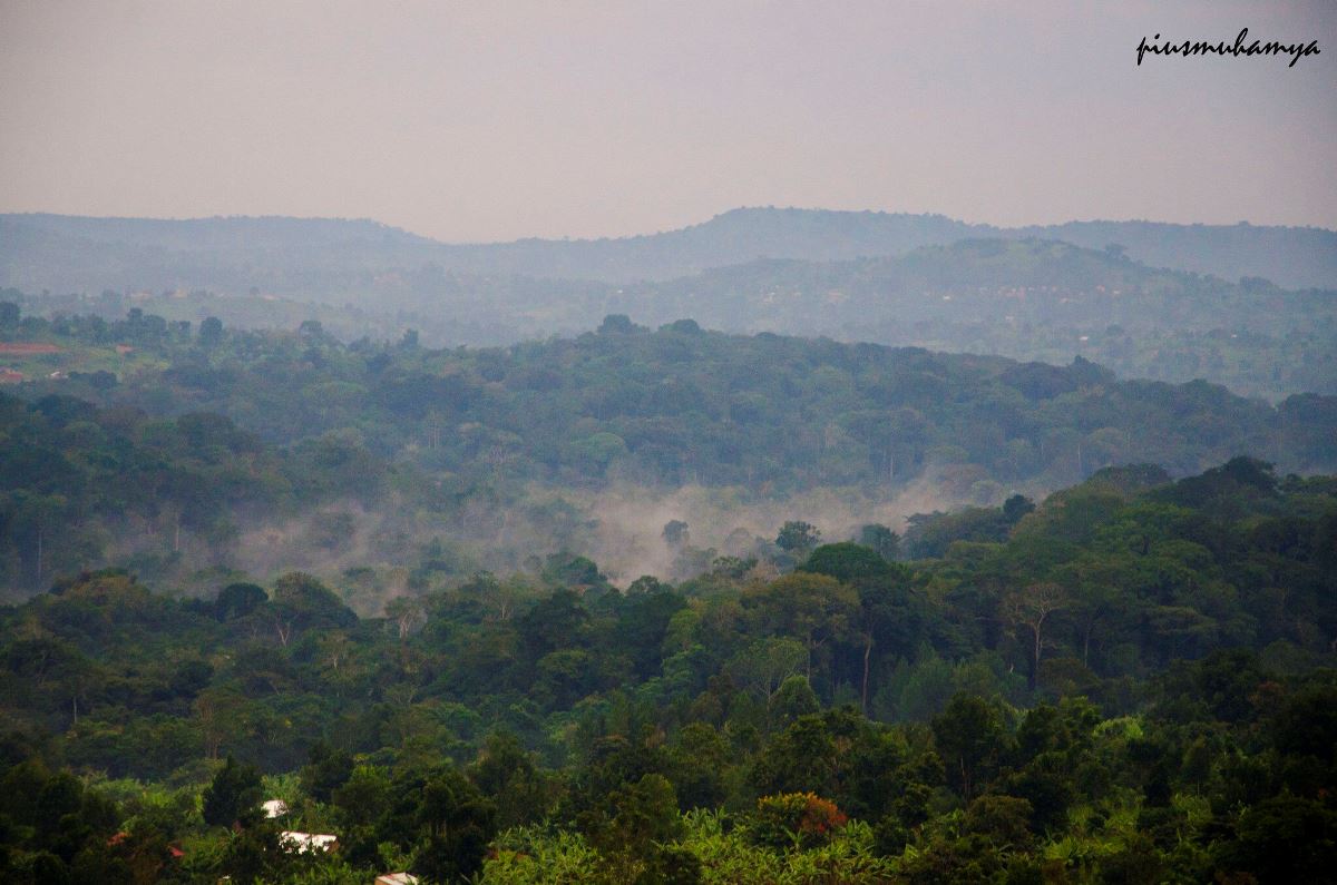 A photograph showing the aerial view of Mpanga Forest taken during a nature walking tour in Mpanga Forest in Mpigi in Central Uganda