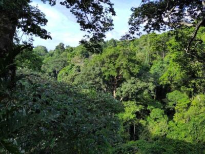 A photograph showing the forest view of Mabira Forest taken during a nature walking tour in Mabira Forest in Buikwe District in Central Uganda