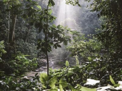 A photograph showing the lush vegetation of Mabira Forest taken during nature walking tour in Mabira Forest in Buikwe district in Central Uganda