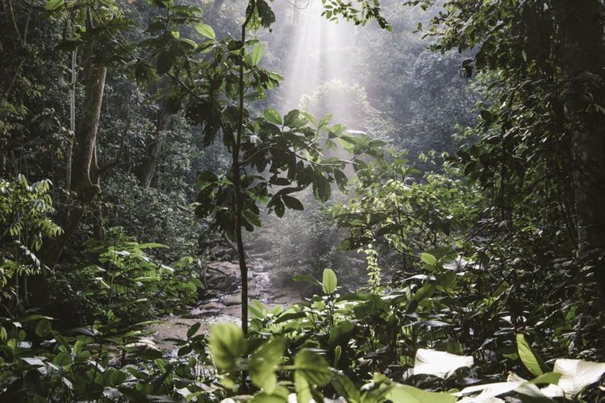 A photograph showing the lush vegetation of Mabira Forest taken during nature walking tour in Mabira Forest in Buikwe district in Central Uganda