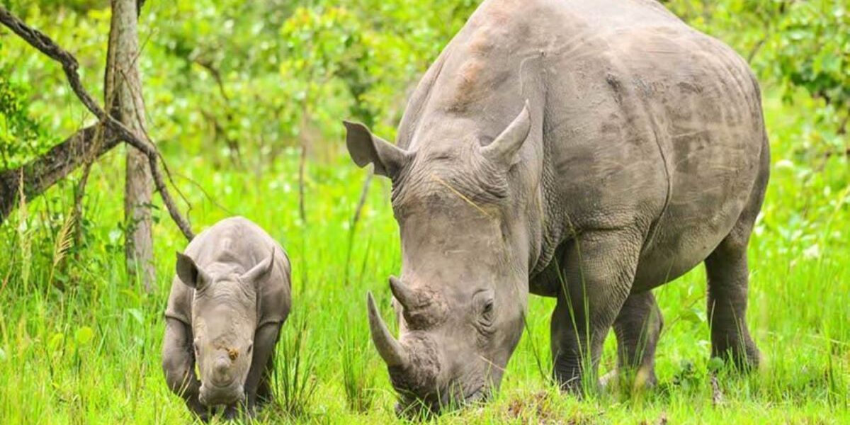 A photograph of an adult rhino and its young one feeding taken during a wildlife tour to Ziwa Rhino Sanctuary in Nakasongola District in Central Uganda.