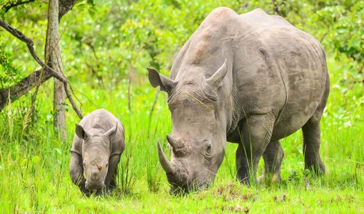 A photograph of an adult rhino and its young one feeding taken during a wildlife tour to Ziwa Rhino Sanctuary in Nakasongola District in Central Uganda.