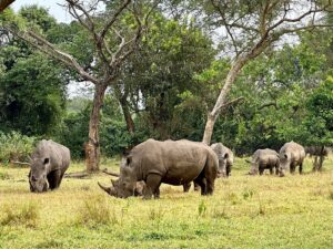 A photograph of a group of rhinos feeding taken during a wildlife tour to Ziwa Rhino Sanctuary in Nakasongola District in Central Uganda