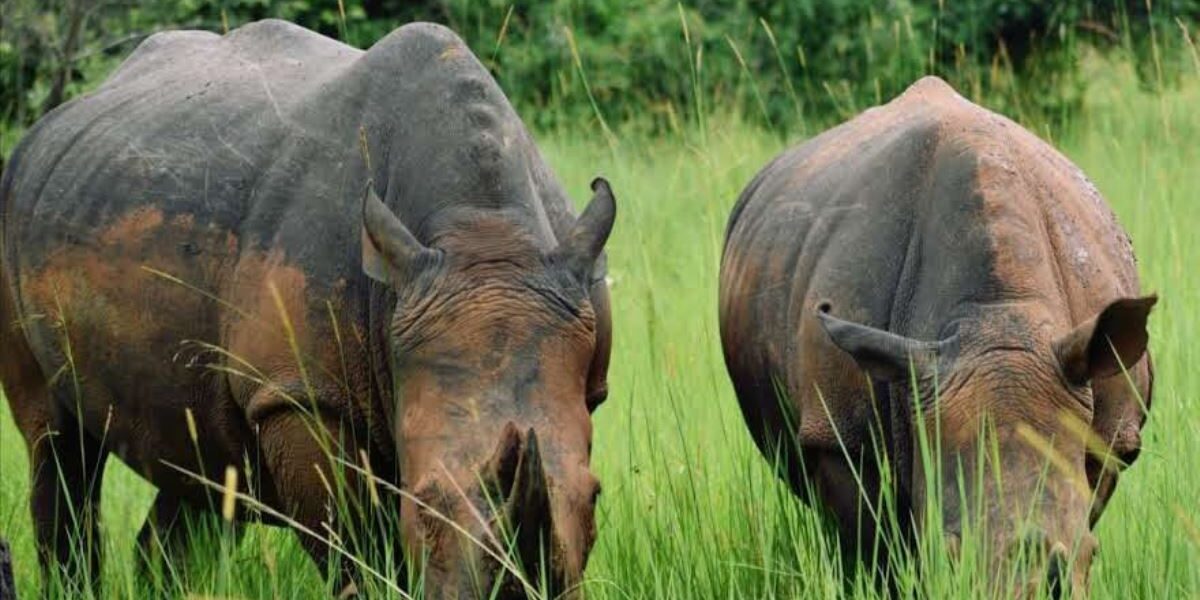 A photograph of a pair of rhinos feeding taken during a wildlife tour to Ziwa Rhino Sanctuary in Nakasongola District in Central Uganda