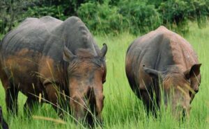 A photograph of a pair of rhinos feeding taken during a wildlife tour to Ziwa Rhino Sanctuary in Nakasongola District in Central Uganda