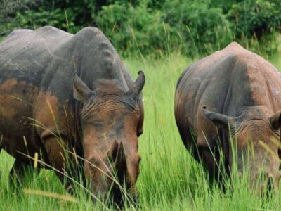 A photograph of a pair of rhinos feeding taken during a wildlife tour to Ziwa Rhino Sanctuary in Nakasongola District in Central Uganda