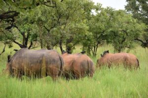 A photograph of three rhinos feeding taken during a wildlife tour to Ziwa Rhino Sanctuary in Nakasongola District in Central Uganda