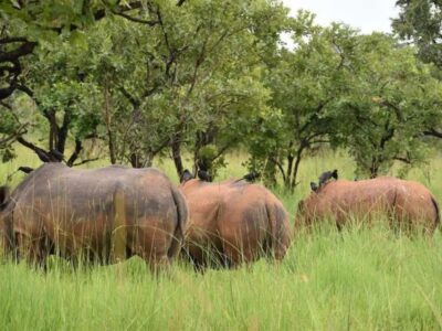 A photograph of three rhinos feeding taken during a wildlife tour to Ziwa Rhino Sanctuary in Nakasongola District in Central Uganda