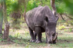 A photograph of an adult rhino feeding taken during a wildlife tour to Ziwa Rhino Sanctuary in Nakasongola District in Central Uganda