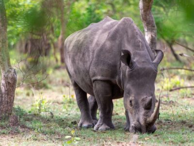 A photograph of an adult rhino feeding taken during a wildlife tour to Ziwa Rhino Sanctuary in Nakasongola District in Central Uganda