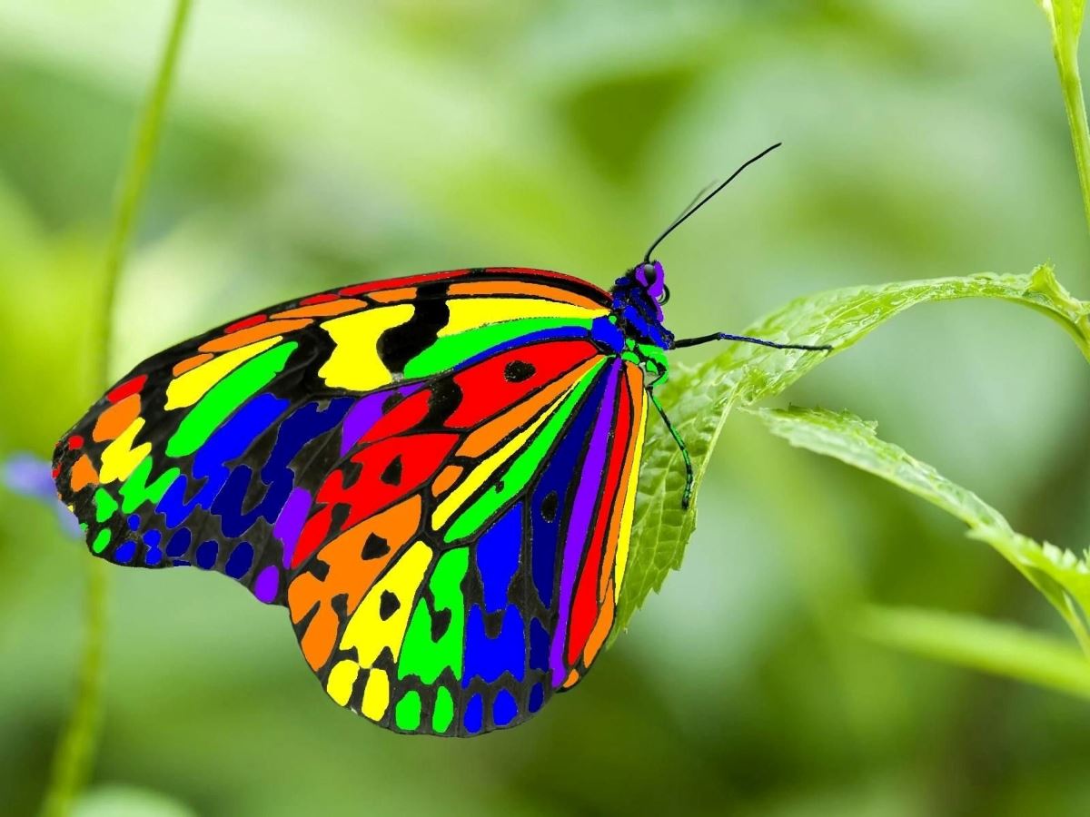 A photograph of a Rainbow butterfly taken during a Butterfly watching tour in Kalinzu Forest Reserve in Bushenyi District in Western Uganda