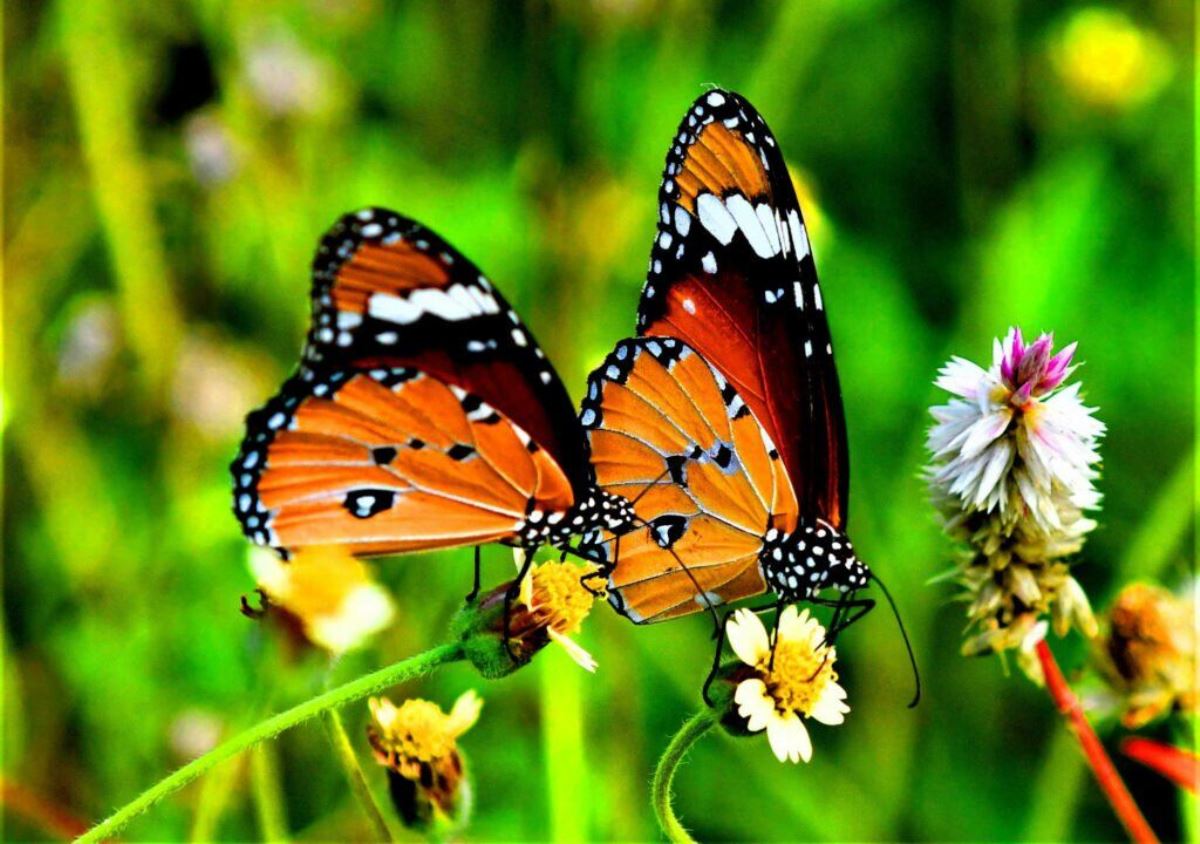 A photograph of a pair of Plain Tiger butterflies taken during a Butterfly watching tour in Kalinzu Forest Reserve in Bushenyi District in Western Uganda