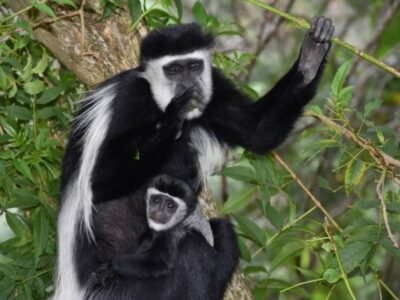 A photograph of an adult female black and white colobus monkey and its young one taken during a Primates Experience tour to Kalinzu Forest Reserve in Bushenyi District in Western Uganda