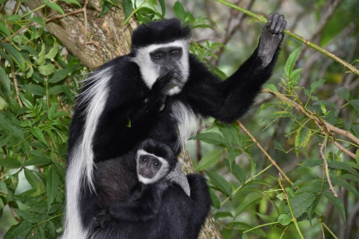 A photograph of an adult female black and white colobus monkey and its young one taken during a Primates Experience tour to Kalinzu Forest Reserve in Bushenyi District in Western Uganda