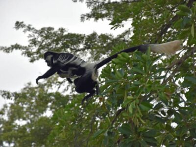 A photograph of an adult female black and white colobus monkey jumping from a tree branch with its young one taken during a Primates Experience tour to Kalinzu Forest Reserve in Bushenyi District in Western Uganda