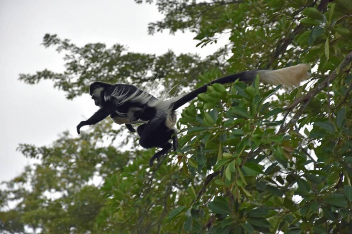 A photograph of an adult female black and white colobus monkey jumping from a tree branch with its young one taken during a Primates Experience tour to Kalinzu Forest Reserve in Bushenyi District in Western Uganda