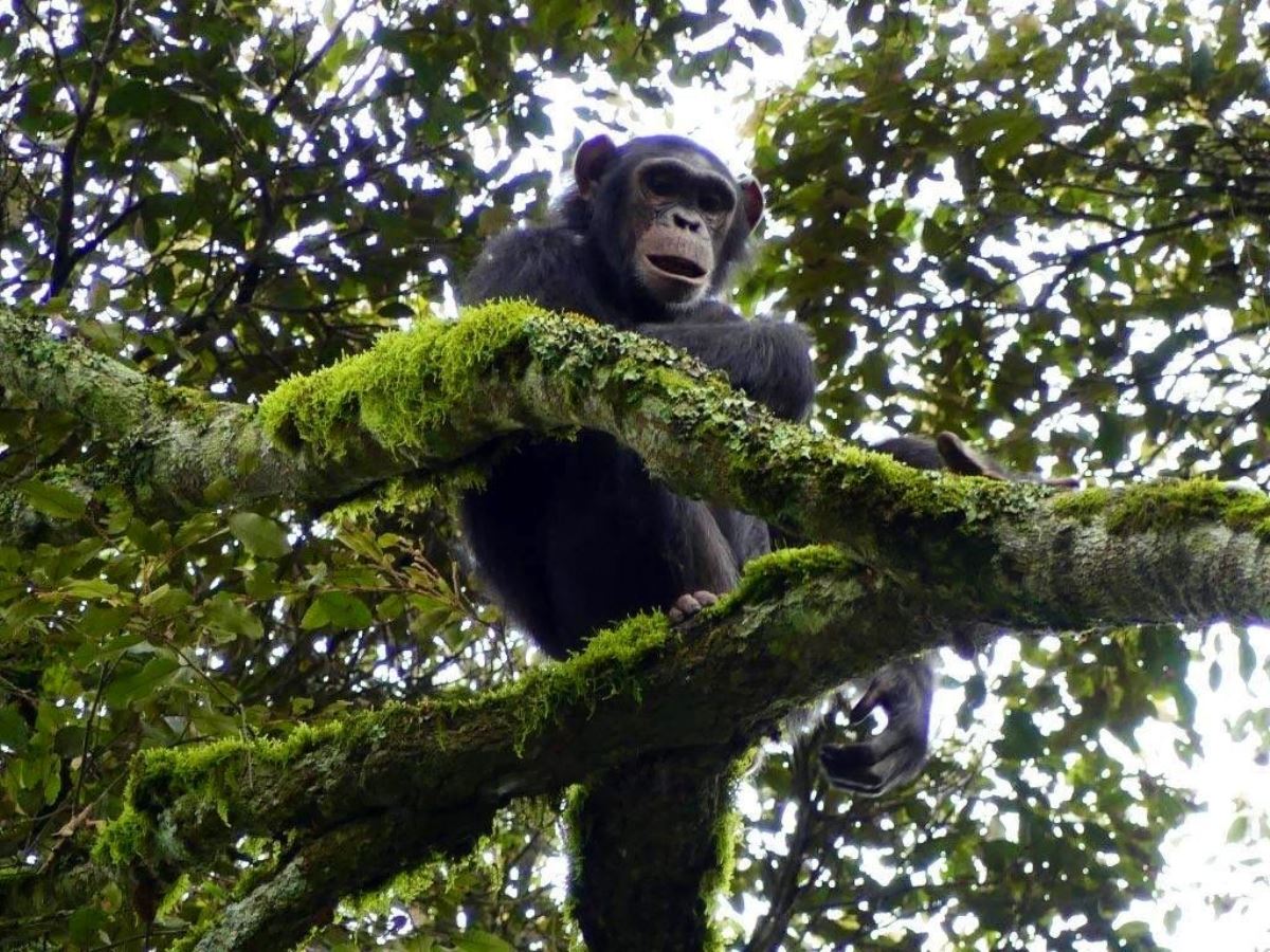 A photograph of a chimpanzee seated on a tree branch taken during a Chimpanzee trekking tour in Kalinzu Forest Reserve in Bushenyi District in Western Uganda