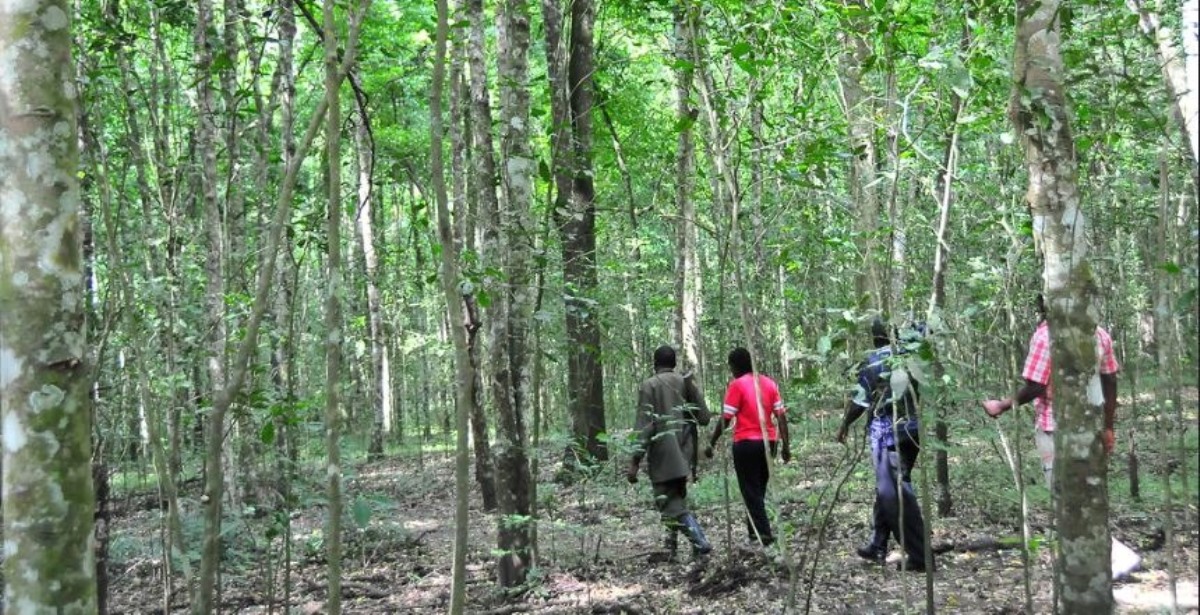 A photograph of tourists taken during a nature walking tour in Maramagambo forest in Western Uganda. Photo Credit; Achieve Global Safaris