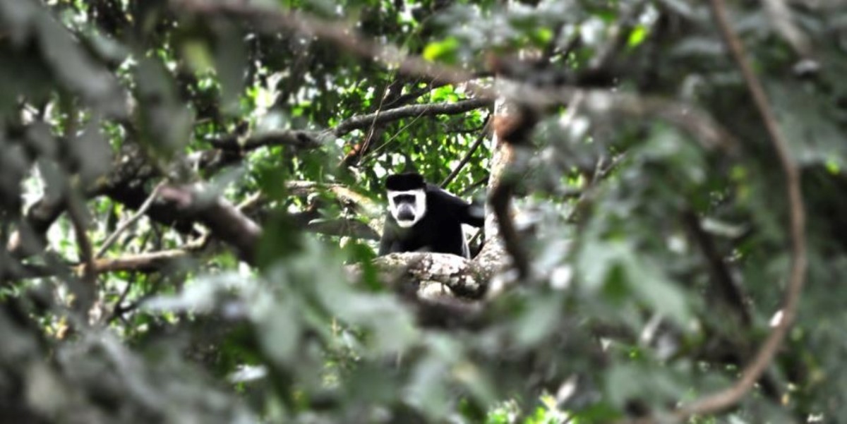 A photograph of a black and white colobus monkey taken during a nature walking tour in Maramagambo forest in Western Uganda.