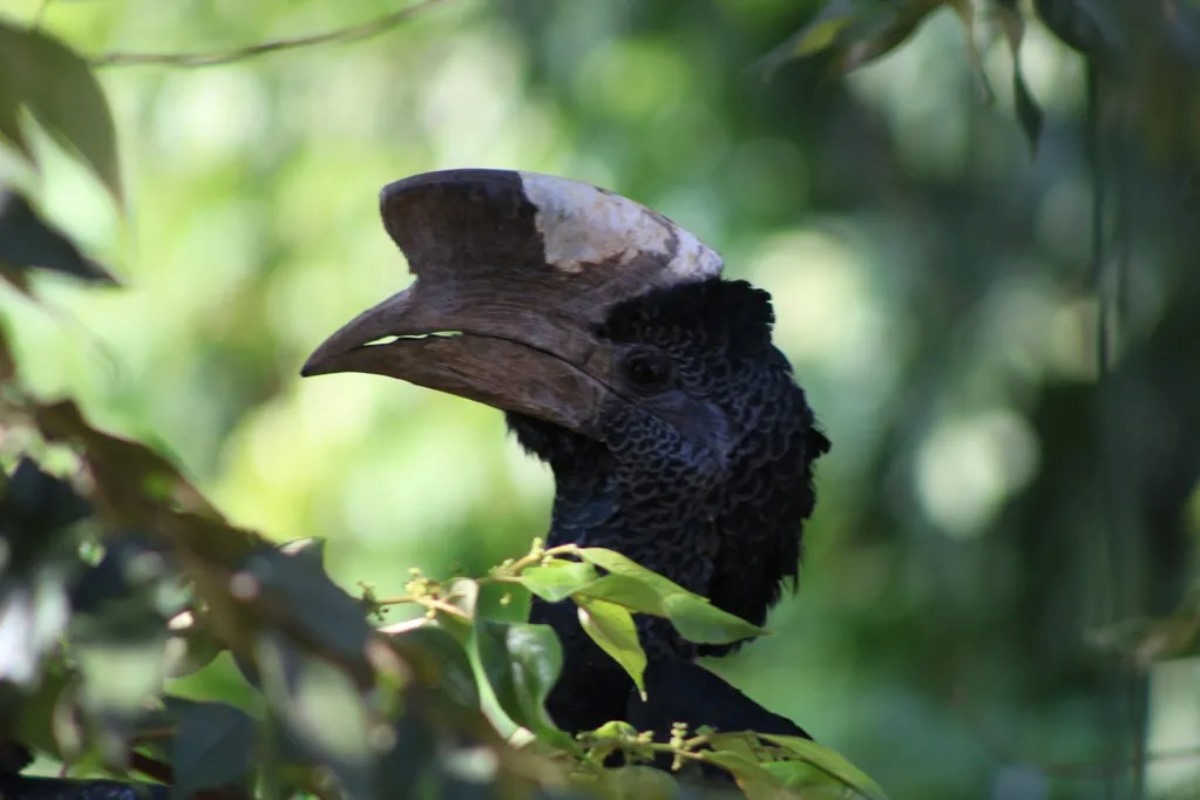 A photograph of a Black and white casquest hornbill flying, taken during a birdwatching tour in Mabamba Swamp located on the Northern Shores of Lake Victoria, Uganda