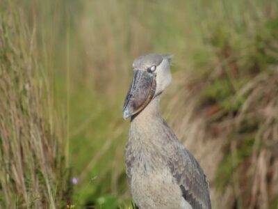 A photograph of a Shoebill taken during a birdwatching tour in Mabamba Swamp located on the Northern Shores of Lake Victoria, Uganda