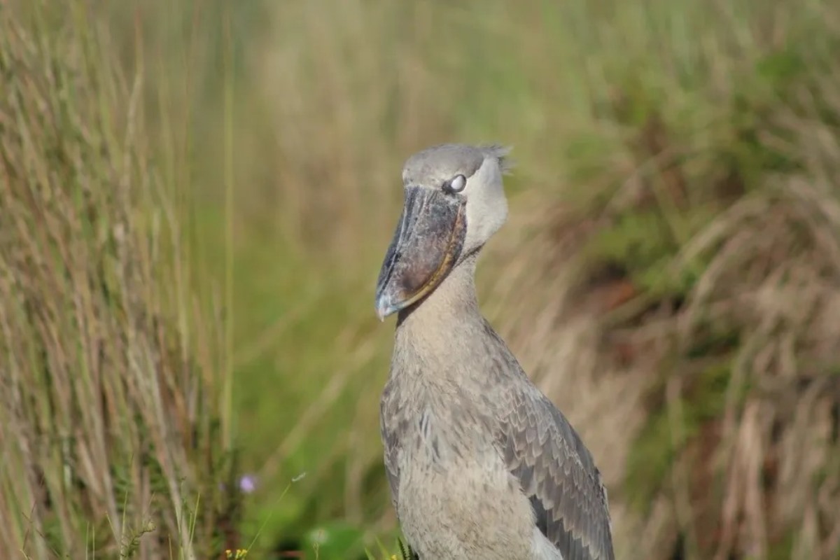 A photograph of a Shoebill taken during a birdwatching tour in Mabamba Swamp located on the Northern Shores of Lake Victoria, Uganda