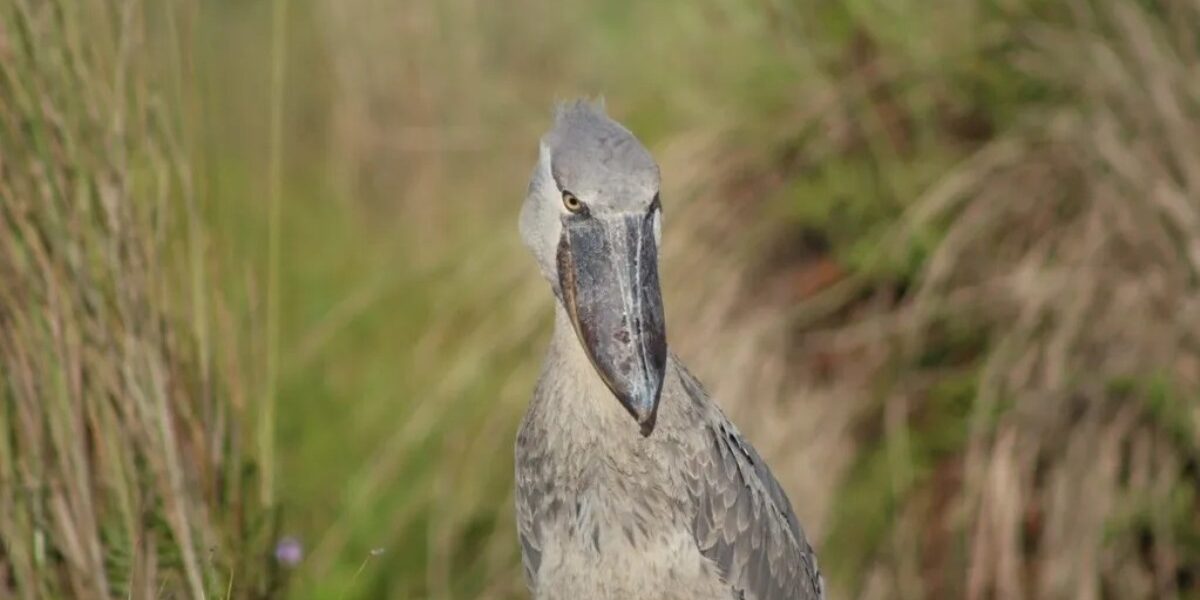 A photograph of a Shoebill taken during a birdwatching tour in Mabamba Swamp located on the Northern Shores of Lake Victoria, Uganda.