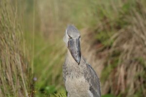 A photograph of a Shoebill taken during a birdwatching tour in Mabamba Swamp located on the Northern Shores of Lake Victoria, Uganda.
