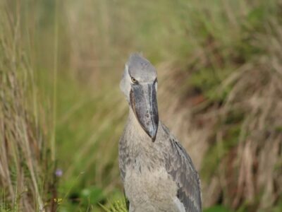 A photograph of a Shoebill taken during a birdwatching tour in Mabamba Swamp located on the Northern Shores of Lake Victoria, Uganda.