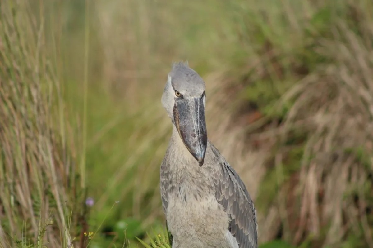 A photograph of a Shoebill taken during a birdwatching tour in Mabamba Swamp located on the Northern Shores of Lake Victoria, Uganda.