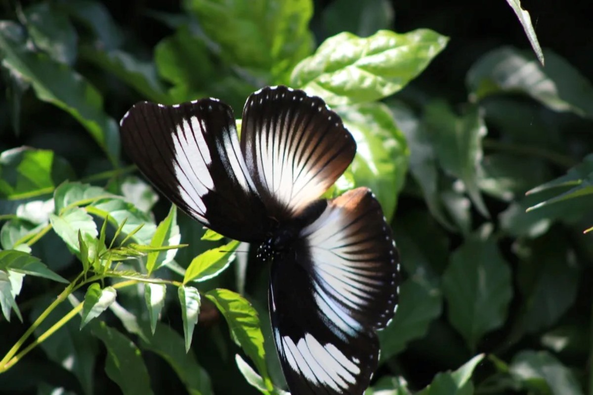 A photograph of a Blue moon butterfly taken during a butterfly tour in Mabamba Swamp located on the Northern Shores of Lake Victoria, Uganda