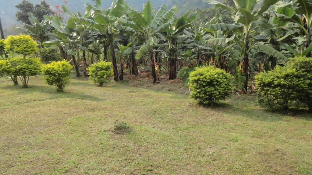 Compound Photo Rwenzori Homestay Kasese Uganda Western Region