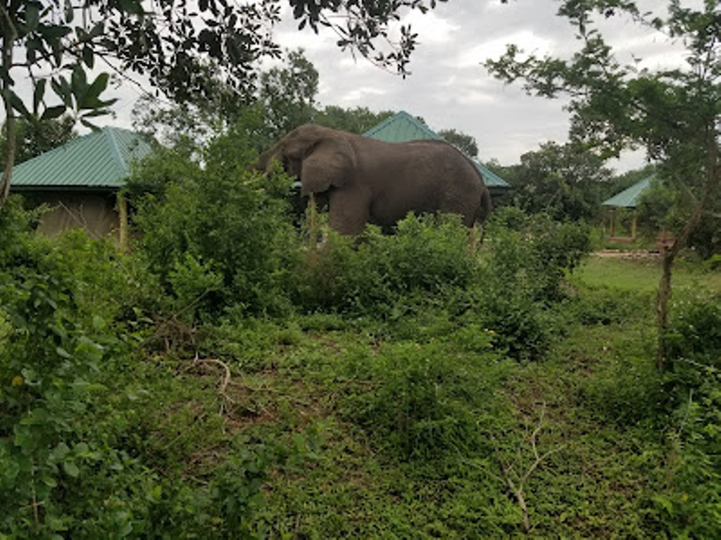 Elephant Photo Queen Elizabeth Bush Lodge Kasese Uganda Western Region