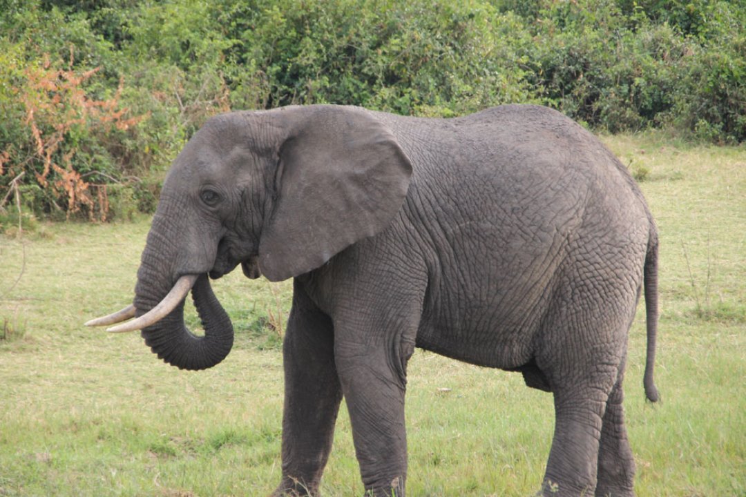 Elephant Photo Marafiki Safari Lodge Kasese Uganda Western Region