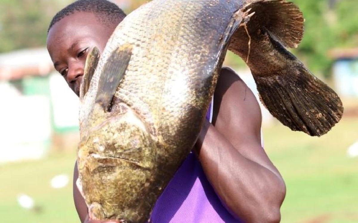 A photograph of a fisherman holding a Nile Perch fish taken during a fishing trip in Uganda.