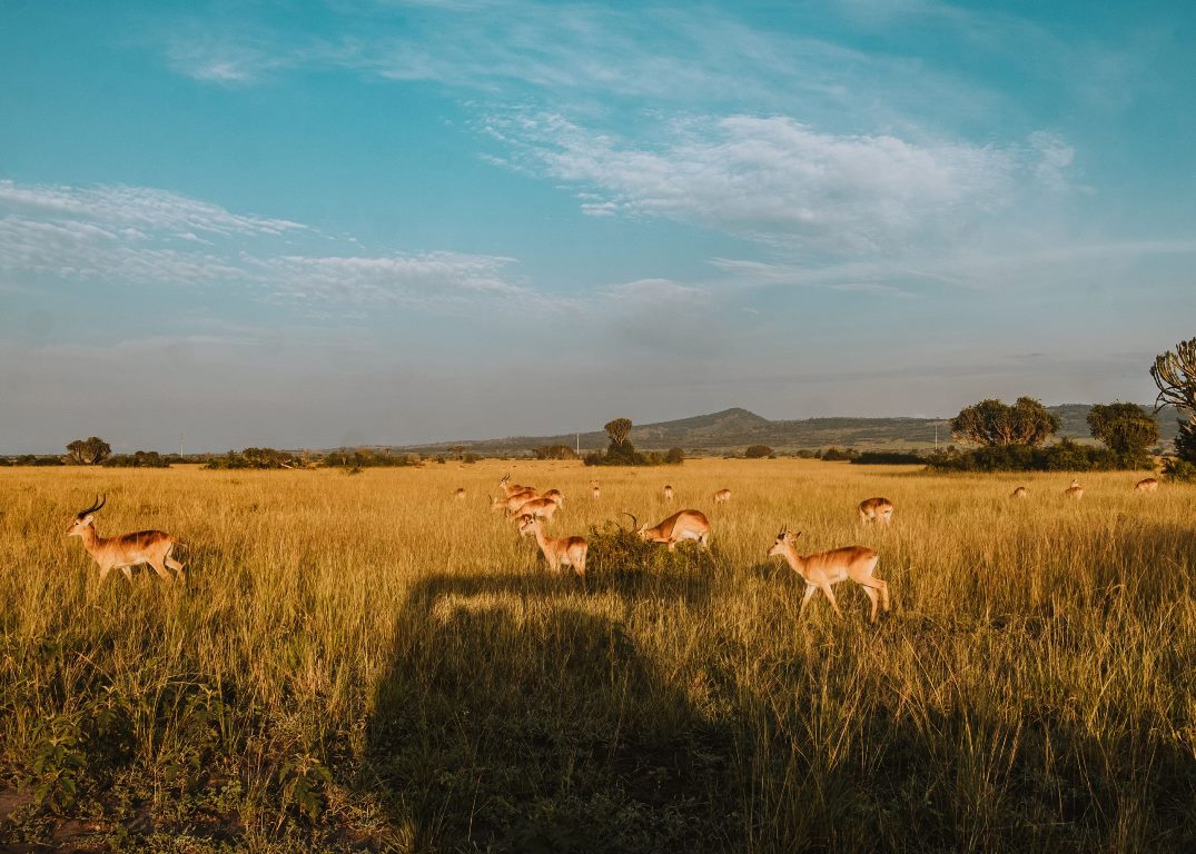 Lodge Views Photo Kikorongo Safari Lodge Kasese Uganda Western Region