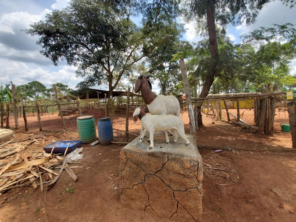 A photograph of the sheep sculpture at MLinza Farm in Zirobwe, Uganda.