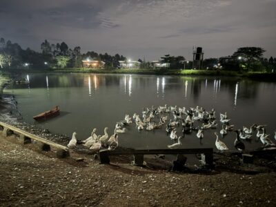 A photograph of ducks taken at night from FARMstay Zirobwe, Uganda.