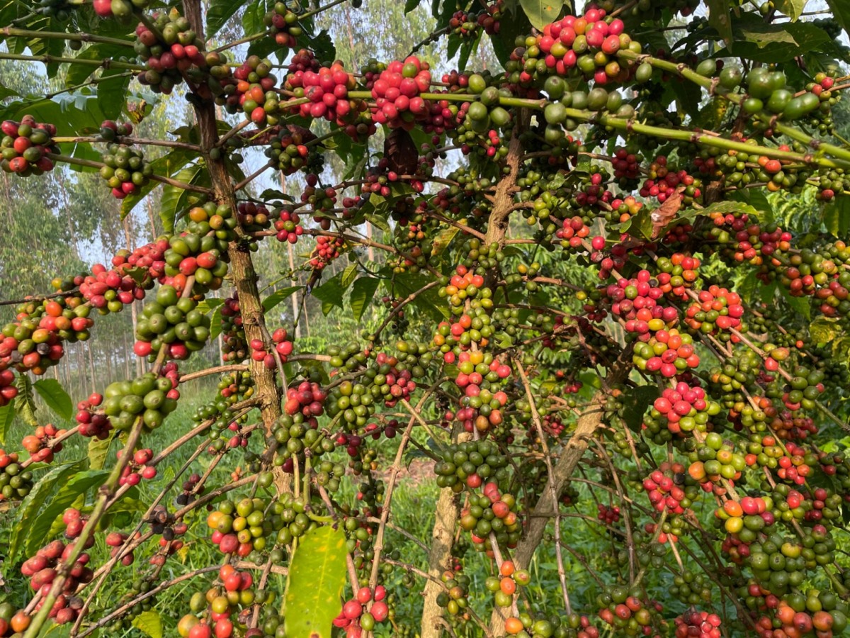 A photograph of coffee from coffee farms at FARMstay Zirobwe, Uganda.