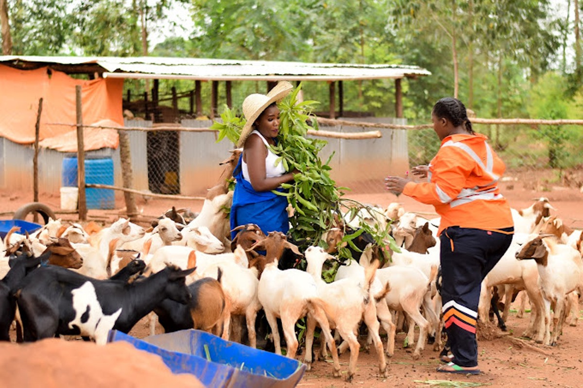 A photograph of visitors feeding goats at MLinza Farm in Zirobwe, Uganda.