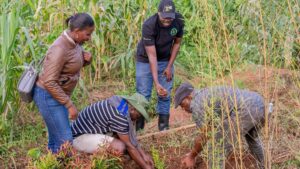 A photograph taken during the tree planting experience at Ewaffe Cultural Village in Mukono, Eastern Uganda.