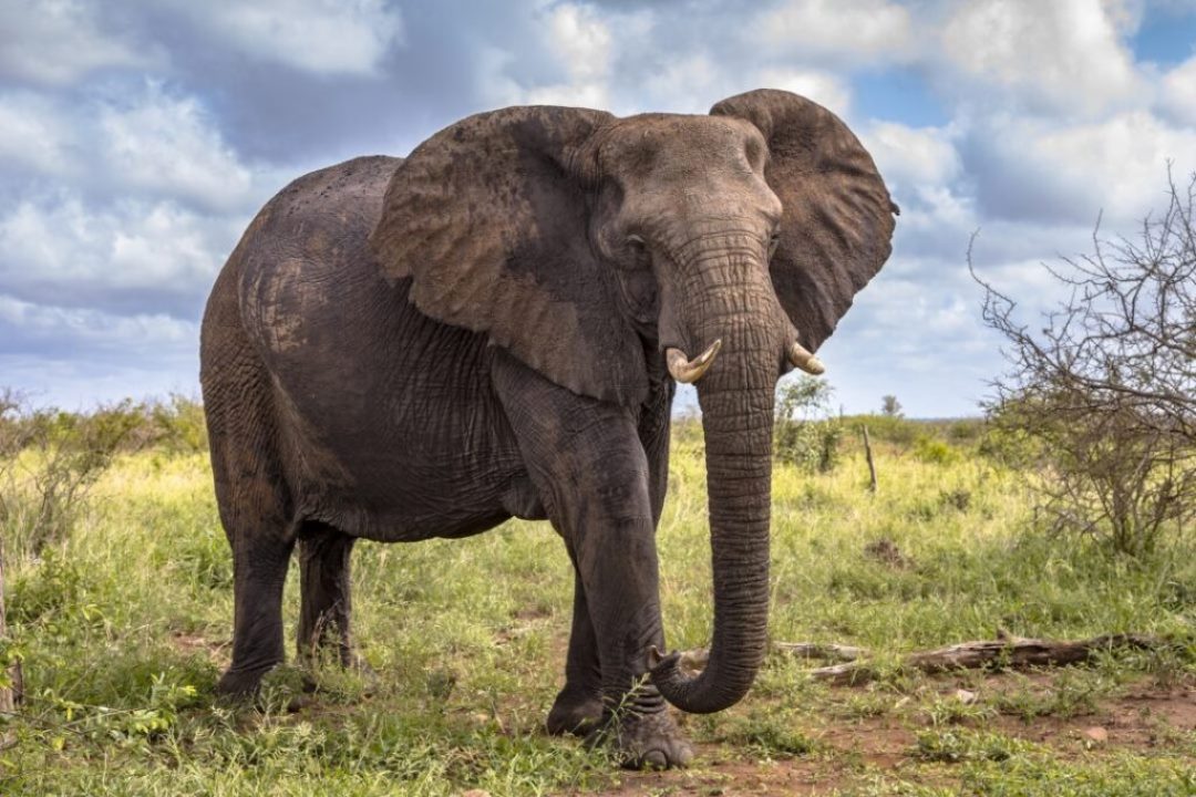 Elephant Photo Kazinga Wilderness Safari Camp ltd Katunguru Uganda Western Region