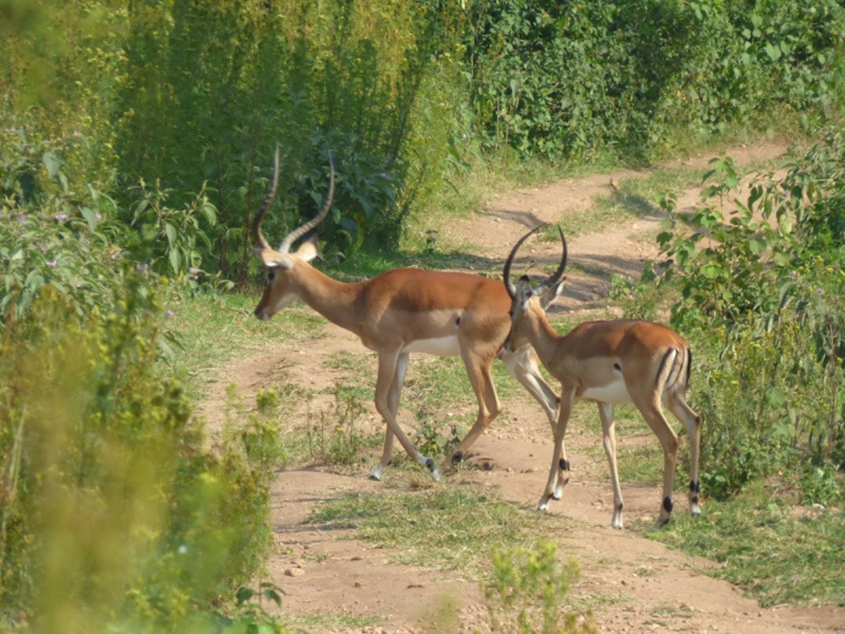 A photograph of a pair of Impalas taken during a safari game drive in Katonga Wildlife Reserve in Western Uganda