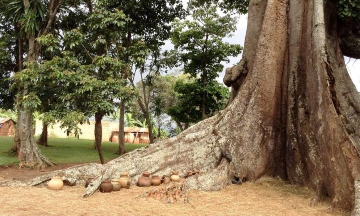 A photograph of the Nakayima Tree in Mubende, Uganda