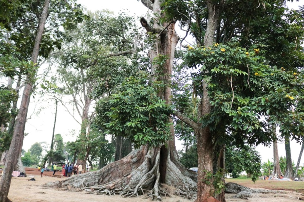 A photograph of the Nakayima Tree in Mubende, Uganda.