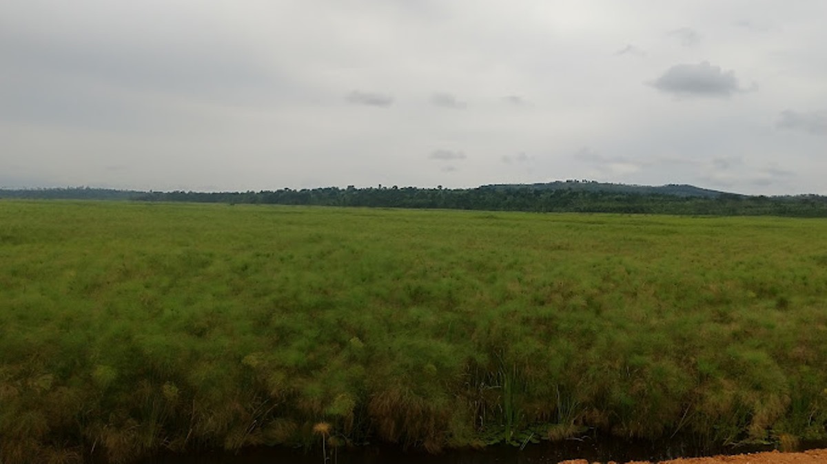 A photograph of the Mpologoma Swamp in Eastern Uganda