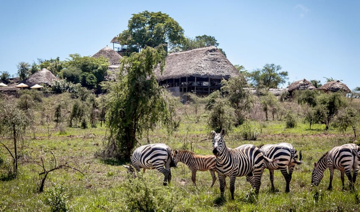 A photograph of zebras grazing taken during a game drive in Katonga Wildlife Reserve,Western Uganda