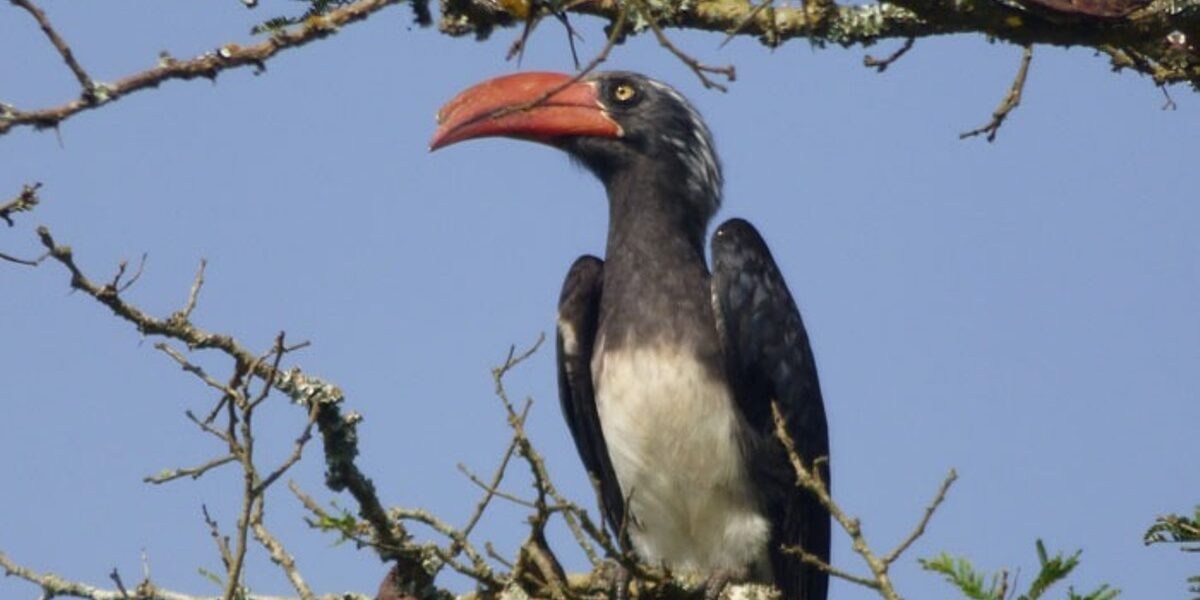 A photograph of a Crowned Hornbill taken during a birdwatching tour to Katonga Wildlife Reserve in Western Uganda